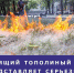 Го и ЧС предупреждает об опасностя возникновения пожаров из-за тополиного пуха! - Карасукский район